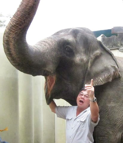 An Elephant Love Story