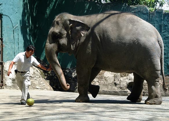 An Elephant Love Story