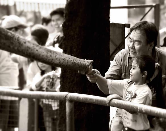 Why Maali Should Stay at The Manila Zoo