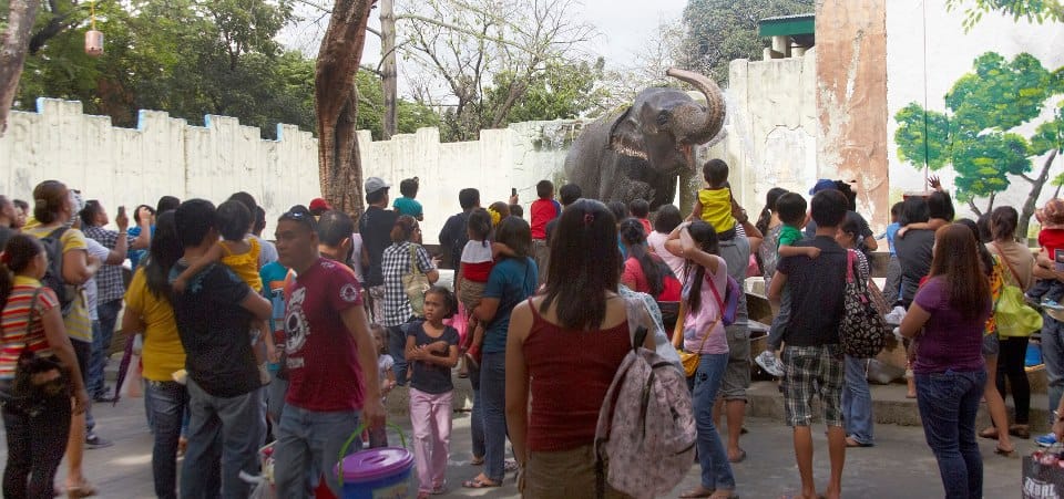 Why Maali Should Stay at The Manila Zoo