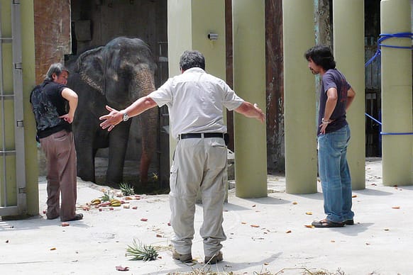 Why Maali Should Stay at The Manila Zoo